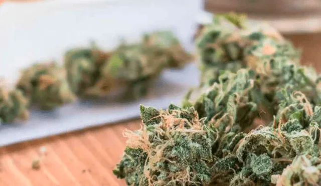 Día de la marihuana: conoce el origen del 420 usado por los amantes del cannabis