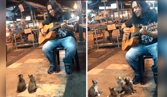 YouTube: guitarrista callejero da concierto exclusivo para gatitos [VIDEO]