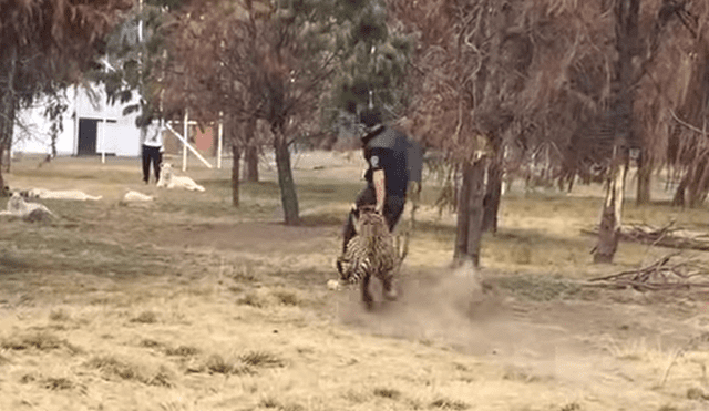 Facebook: hombre ingresa a recinto para ‘jugar’ con tigre y depredador tiene temible reacción [VIDEO]