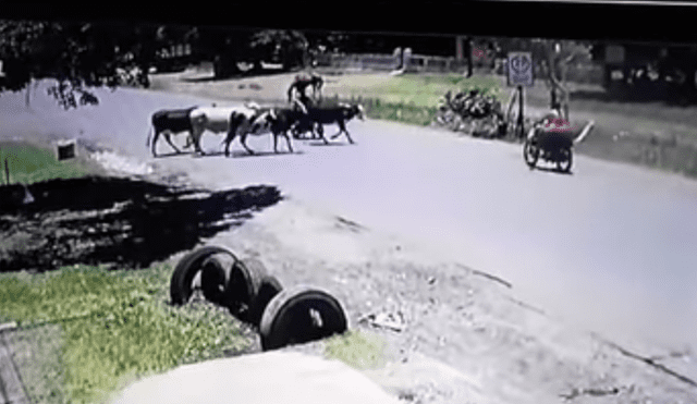 YouTube viral: con letal patada una 'vaca karateca' hace volar a un motociclista [VIDEO] 
