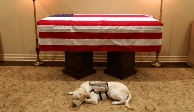 Estados Unidos: la conmovedora foto de Sully, el perro del expresidente George H.W. Bush [FOTOS]