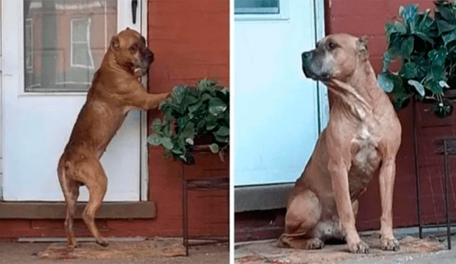 Perro espera desde hace 20 días a sus dueños que lo abandonaron en la puerta de su casa [FOTOS]