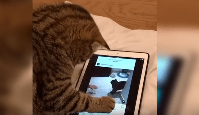 Video es viral en Facebook. Mujer había dejado el aparato en cama y cuando regresó a verlo encontró a su gata en una singular escena que no dudó grabar