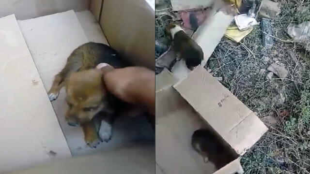 Canes abandonados en una caja requieren de adopción [VIDEO]