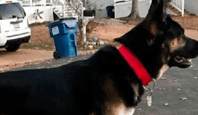 EE.UU.: Dejaron al perro solo en casa y cuando volvieron hallaron una escena macabra [VIDEO]