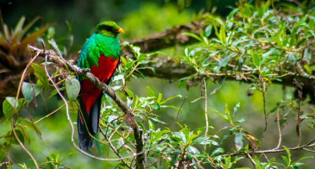 Quetzal de cabeza dorada. Foto: Sernanp-Hermetson Cano.