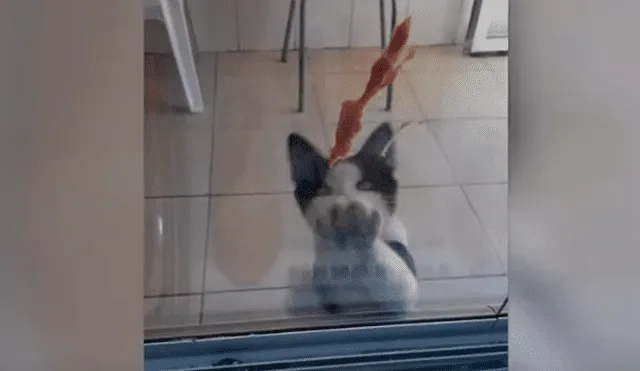 En YouTube, un hombre brinda varios trozos de carne a indefensos animales que llegan a su tienda para pedir ayuda.