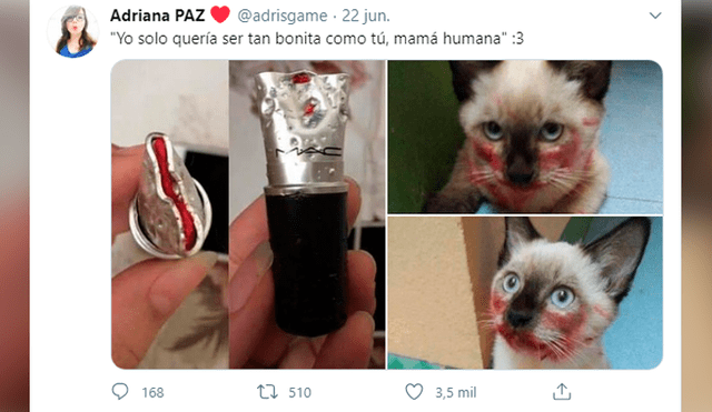 Desliza las imágenes para conocer la travesura que cometió un gato en un momento de distracción de su dueña. Foto: Adriana Paz.