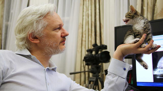 El destino del gatito que vivía junto a Julian Assange en la embajada de Ecuador [FOTOS]