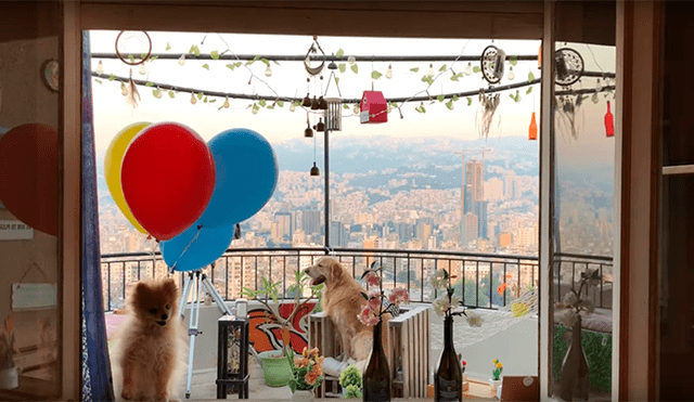 Facebook: Captan el momento exacto en que globos elevan por los cielos a un perro [VIDEO]