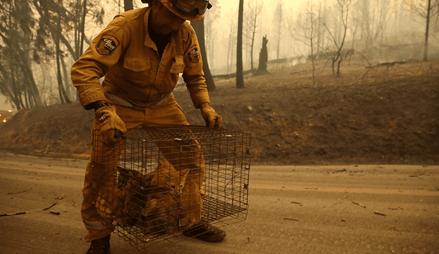 Dramáticos rescates de animales en medio del incendio en California [FOTOS]