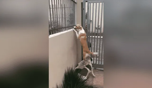 Facebook viral: graban a perro siendo el 'banquito' de su amigo que estaba 'enamorado' de la vecina [VIDEO]