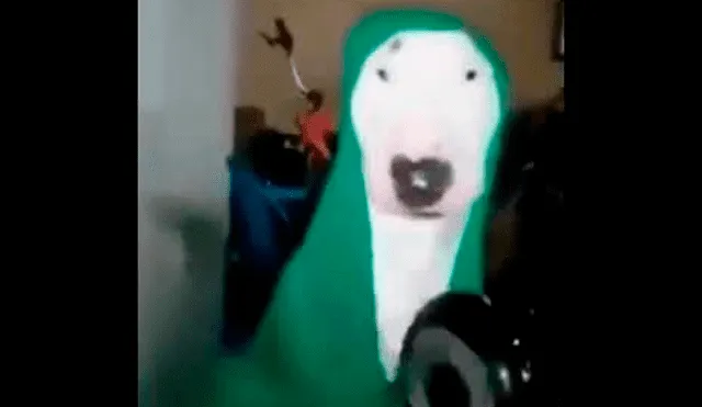 Video del perro con una manta tocando una sartén. Foto: YouTube.
