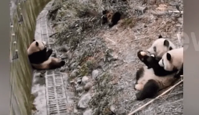 YouTube viral: turistas se percatan de brutal pelea entre pandas y usan curiosa técnica para evitarlo [VIDEO]
