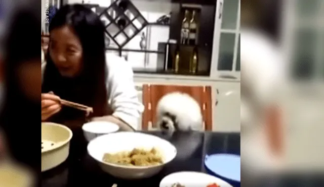 Vía Facebook. Perro poodle protagonizó una hilarante escena luego de ser ignorado por su dueña a quien molestaba insistentemente para que le dé comida