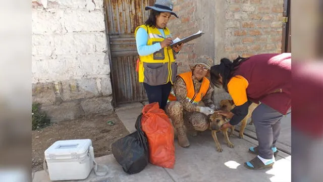 Cusco: Detectan caso de rabia canina en Chumbivilcas