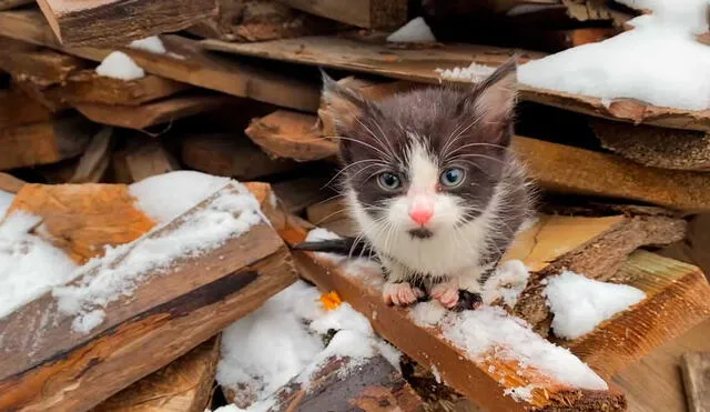Desliza las imágenes para ver algunas imágenes del renovado aspecto de este gatito que fue dejado a su suerte en un desolado y frío lugar. Foto: captura de YouTube/Rescue Animals