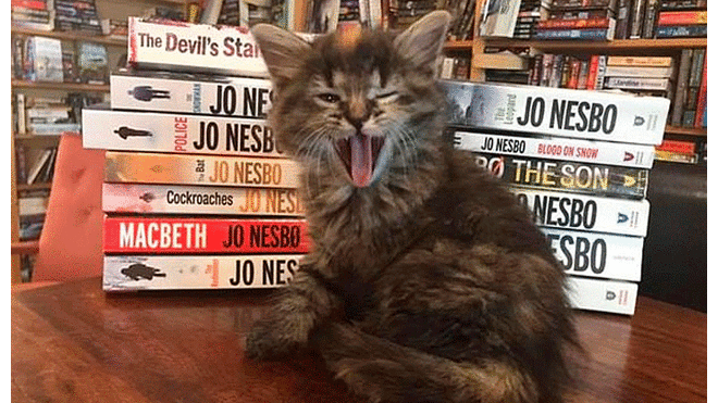 Librería alberga a gatos rescatados y los brinda en adopción