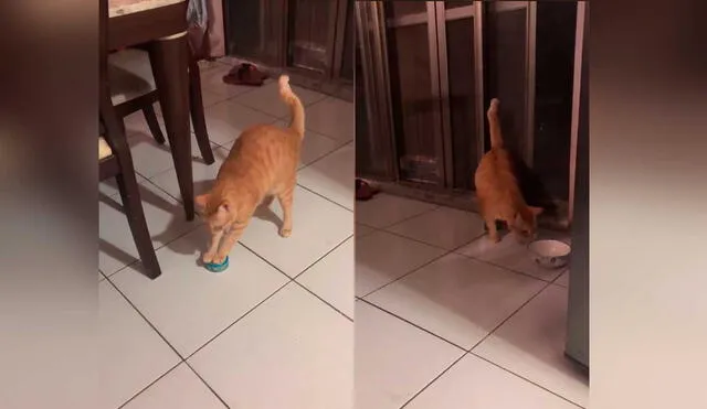 Desliza las imágenes para ver la peculiar ‘protesta’ que hizo este gatito para recibir comida. Foto: Captura de TikTok/ViralHog