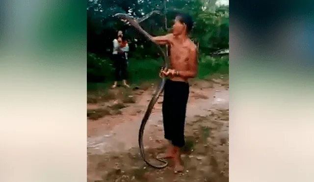 Un chamán en Indonesia se burló y manipuló bruscamente a una cobra real mientras que la hizo enojar cada vez más hasta que el reptil lo mordió dos veces en su cuerpo.