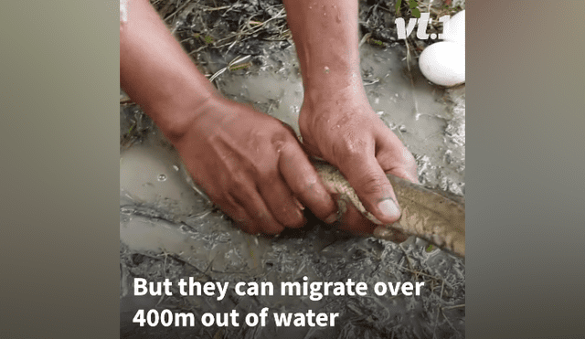 Desliza hacia la izquierda para ver los peces que aparecen en el video viral de Facebook.
