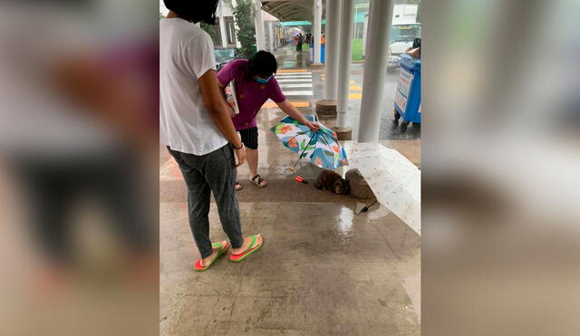 Desliza las imágenes para conocer el generoso gesto de una mujer al encontrar a un gato en un centro comercial. Foto: Facebook