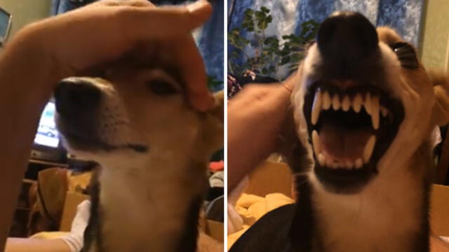 Facebook: perro quiso atacar a su dueño, pero todo terminó en risas por este motivo
