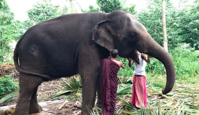 Captan a otro elefante llorando de dolor mientras es azotado por sus cuidadores [VIDEO] 
