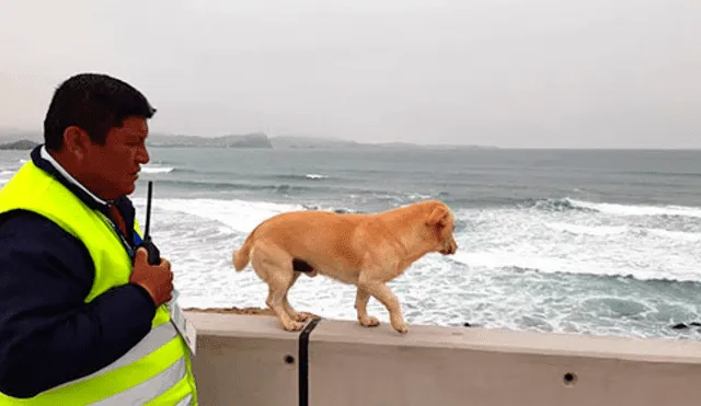 Juegos Panamericanos 2019: Chato, el perro que tiene su credencial y tiene libre acceso en la sede de Punta Rocas.