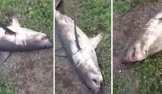 Las imágenes muestran a un escualo muerto en las orillas de un río de Rusia. Foto: YouTube/Captura/RT en Español