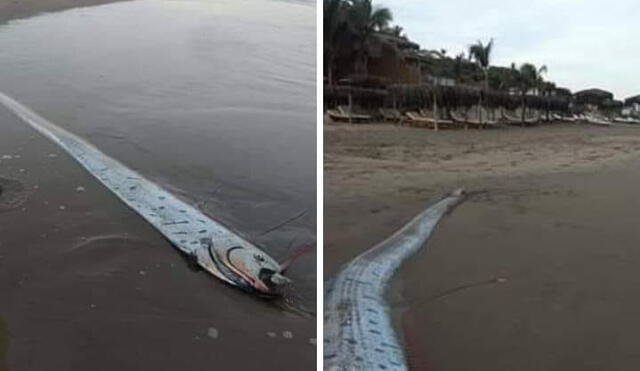 Facebook viral: Se viraliza video 'fake' de 'pez remo' tras el sismo en Loreto [VIDEO]