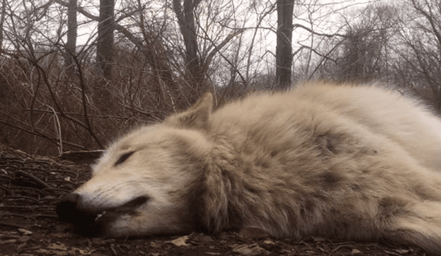 YouTube viral: ni para aullar se levanta esta loba denominada 'la más perezosa del mundo' [VIDEO]