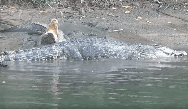 Gigantesco cocodrilo busca a hembra para aparearse, sin imaginar que esta lo atacaría sin piedad [VIDEO]
