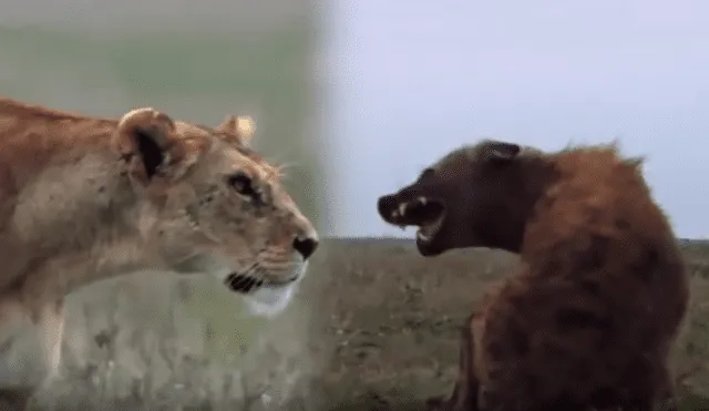 YouTube: Una hiena encontró la muerte al ingresar por error a un campo de leones [VIDEO]