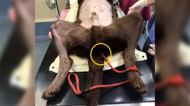 Perro se come su correa de un metro y veterinarios sufren al extraerlo [FOTOS]