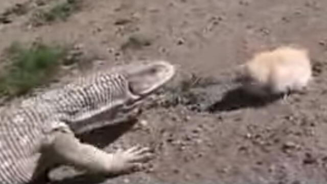 Vía YouTube: enfrentamiento entre un pollito y un largarto sorprendió a todos [VIDEO]