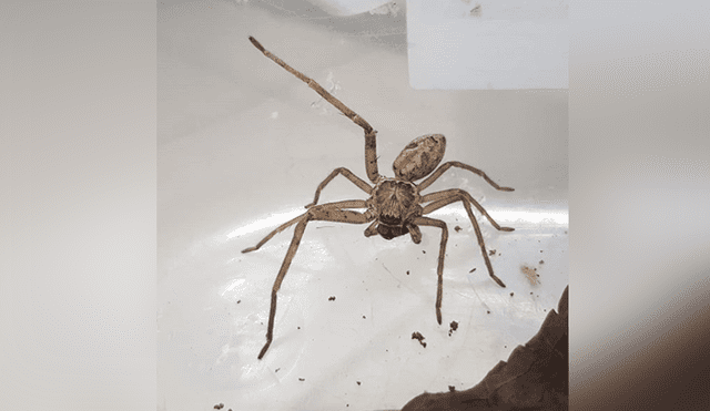 La joven rescató a la araña y la ayudó hasta que le crecieran las patas nuevamente. Foto: Facebook