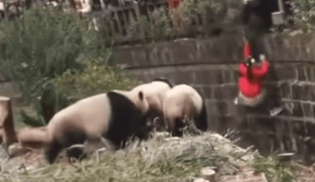 YouTube viral: niña cae a recinto de osos pandas y visitantes de zoológico quedan en shock [VIDEO]