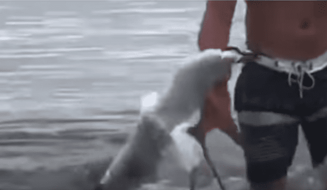 YouTube viral: enorme pulpo usa sus tentáculos para devorar a gaviota y bañista salva la vida del ave [VIDEO]