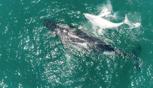 Espectáculo. Una ballena y su cría juguetean en las aguas calientes de Piura.