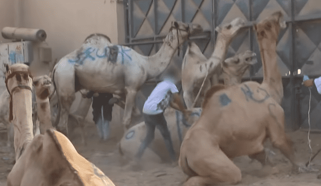 Captan torturas contra camellos utilizados en paseos turísticos de Egipto [VIDEO]