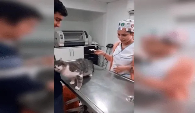 Desliza las imágenes para observa la conmovedora acción de un gato callejero al tener su primera consulta en el veterinario.
