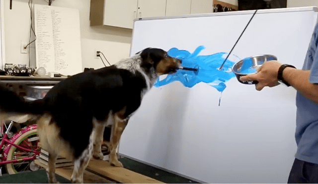 Facebook: perro artista se gana la admiración de miles con esta pintura [VIDEO]