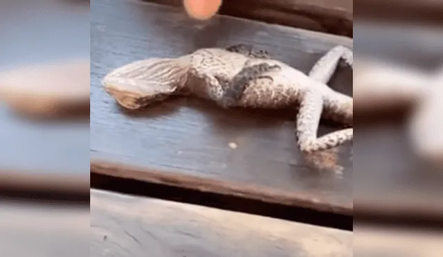 Video es viral en YouTube. El lagarto se había ahogado en una piscina y el bombero uso el famoso procedimiento de primeros auxilios para salvarle la vida