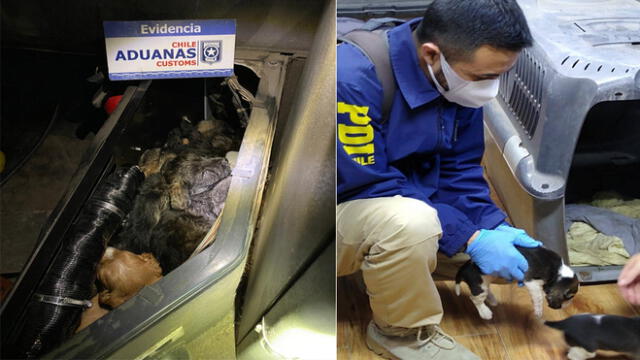 Perritos fueron encontrados en la cabina de camión. Fotos: Aduanas Chile y PDI.