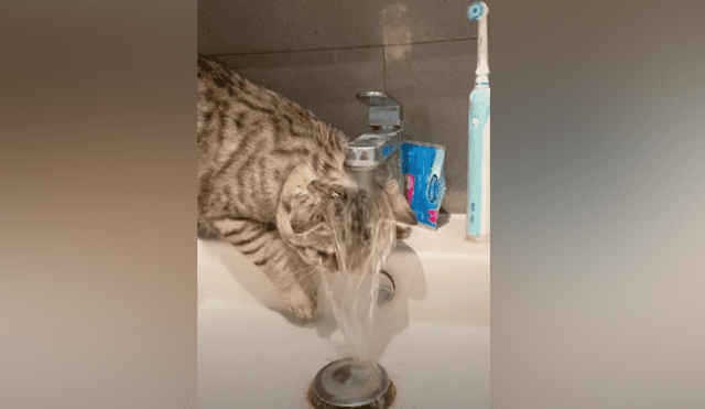 Travieso gato entró al baño de su dueña para echarse agua en la cabeza. Foto: captura de TikTok.