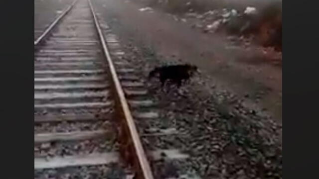 Conductor de tren detiene máquina para salvar a perrito encadenado a la vía [VIDEO]