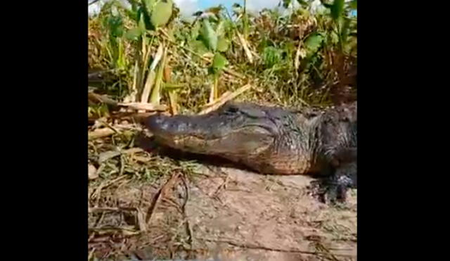 Facebook: grababa en vivo a un enorme cocodrilo hasta que pasó el susto de su vida