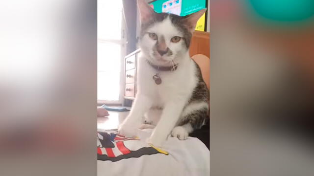 Desliza las imágenes para ver el tierno 'favor' que le hizo un gato a su dueña. Foto: Press Viral