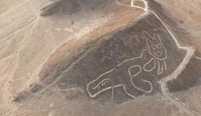 Undated handout picture released by the Peruvian Ministry of Culture, showing a giant cat figure etched into a slope at the Unesco world heritage site in the desert near the town of Nasca in southern Peru, after its was discovered by archaeologists and the area was cleaned as the geoglyph was barely visible and about to disappear due to erosion. - The geoglyph measures 37 metres from head to tail and forms part of the Nasca Lines � the hundreds of geoglyphs, including a hummingbird, a monkey and a pelican, carved into a coastal plain about 400 km south of Lima. According to a statement by the Peruvian ministry of culture, after cleaning the area the lines were found to measure between 30 and 40 cm in width. The Nazca Lines date back to between 500 BC and 500 AD, and cover an area of about 450 square km. They were given world heritage status in 1994. (Photo by - / Peruvian Ministry of Culture / AFP) / RESTRICTED TO EDITORIAL USE - MANDATORY CREDIT "AFP PHOTO / PERU'S CULTURE MINISTRY" - NO MARKETING - NO ADVERTISING CAMPAIGNS - DISTRIBUTED AS A SERVICE TO CLIENTS